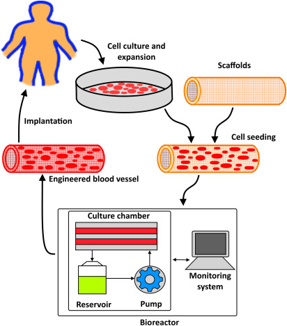 Sterilization Impact Assessment
