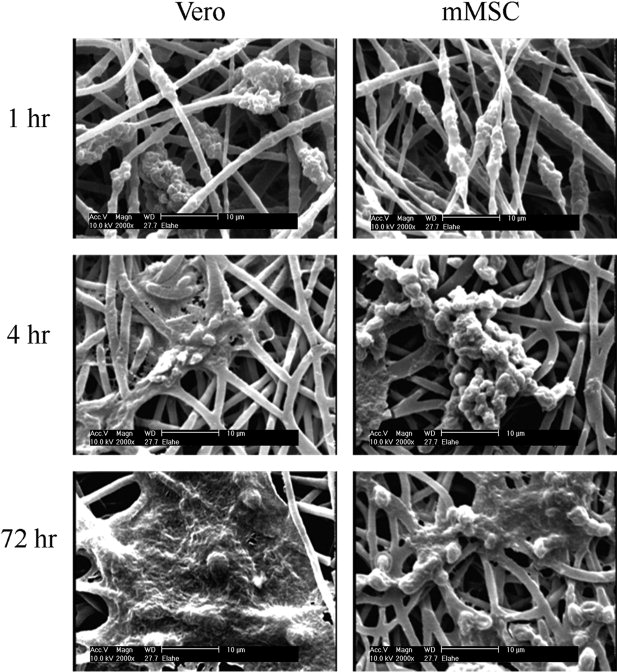 Biomaterials Characterization & Microstructural Evaluation