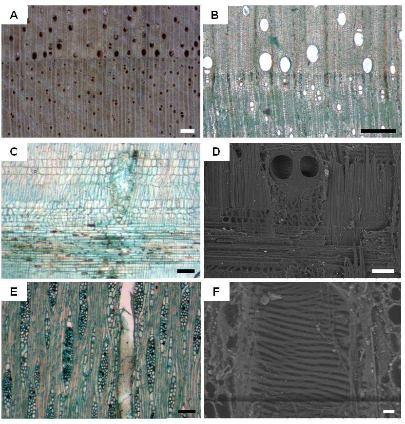 Trace Contaminant Detection